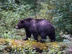 Szalejący niedźwiedź grizzly atakuje dzieci i nauczyciela ze szkoły podstawowej podczas wędrówki po Kanadzie, co najmniej 11 osób zostało rannych, a 2 osoby są w stanie krytycznym