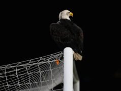 Otwarty wątek dotyczący niedzielnej piłki nożnej – Yahoo Sports