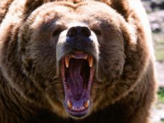 Atak niedźwiedzia grizzly spowodował poważne obrażenia uczniów i nauczycieli w Kanadzie