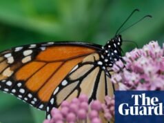 Urzędnicy Trumpa ujawniają plan wycofania przepisów zawartych w ustawie o gatunkach zagrożonych | Administracja Trumpa