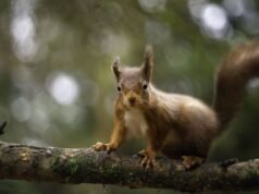 Ostrzeżenie dotyczące wiewiórki rudej jako gatunku zagrożonego po rekordowych plonach | Wielka Brytania | Aktualności