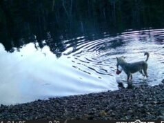 Głodny jak wilk: zobacz niezwykły moment, gdy dzika bestia wyrusza na ryby | Świat | Aktualności