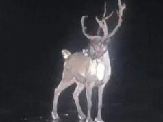 Royal Marines dołączają do polowania na renifery po ucieczce Świętego Mikołaja z groty | Wielka Brytania | Aktualności