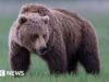 Niedźwiedź grizzly na wolności po zaatakowaniu grupy szkolnej w Kanadzie, raniąc 11 osób