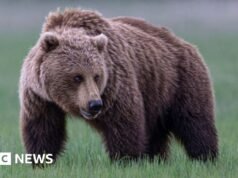 Niedźwiedź grizzly na wolności po zaatakowaniu grupy szkolnej w Kanadzie, raniąc 11 osób