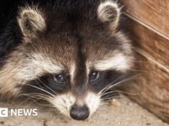 Szopy mogą być na dobrej drodze, aby stać się kolejnym zwierzakiem Ameryki