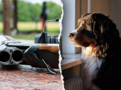 Pies przypadkowo postrzelił właściciela ze strzelby w wypadku domowym w Pensylwanii