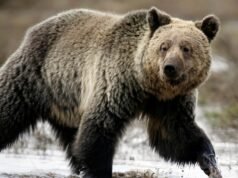 Dwóch ciężko rannych po atakach niedźwiedzia na uczniów i nauczycieli w Kanadzie | Wiadomości ze świata