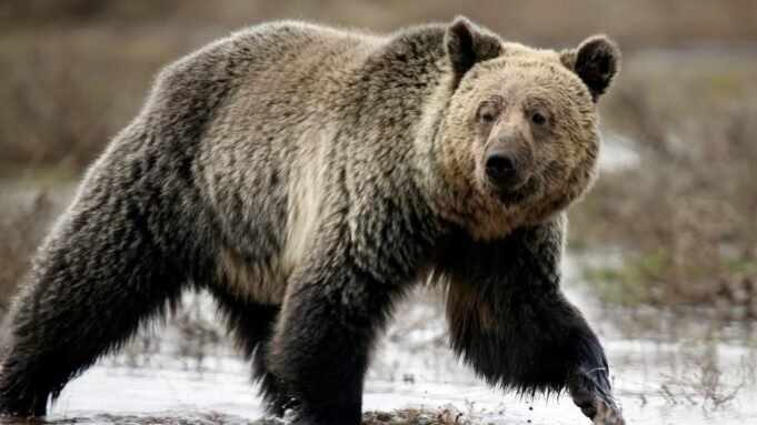 skynews-montana-grizzly-bear_6228423.jpg