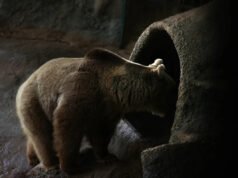 Wiadomości i notatki Guardians: Aktywacja trybu hibernacji