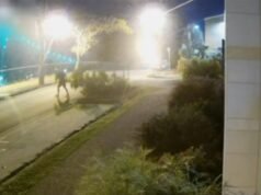 Kamery bezpieczeństwa rejestrują dziwaczne kradzieże drzew w Fortitude Valley w Brisbane