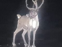 Uciekający renifer rozpoczyna akcję ratunkową w Merseyside | Wiadomości z Wielkiej Brytanii