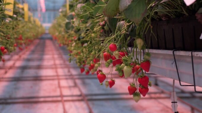 skynews-strawberries-winter_7109406.jpg