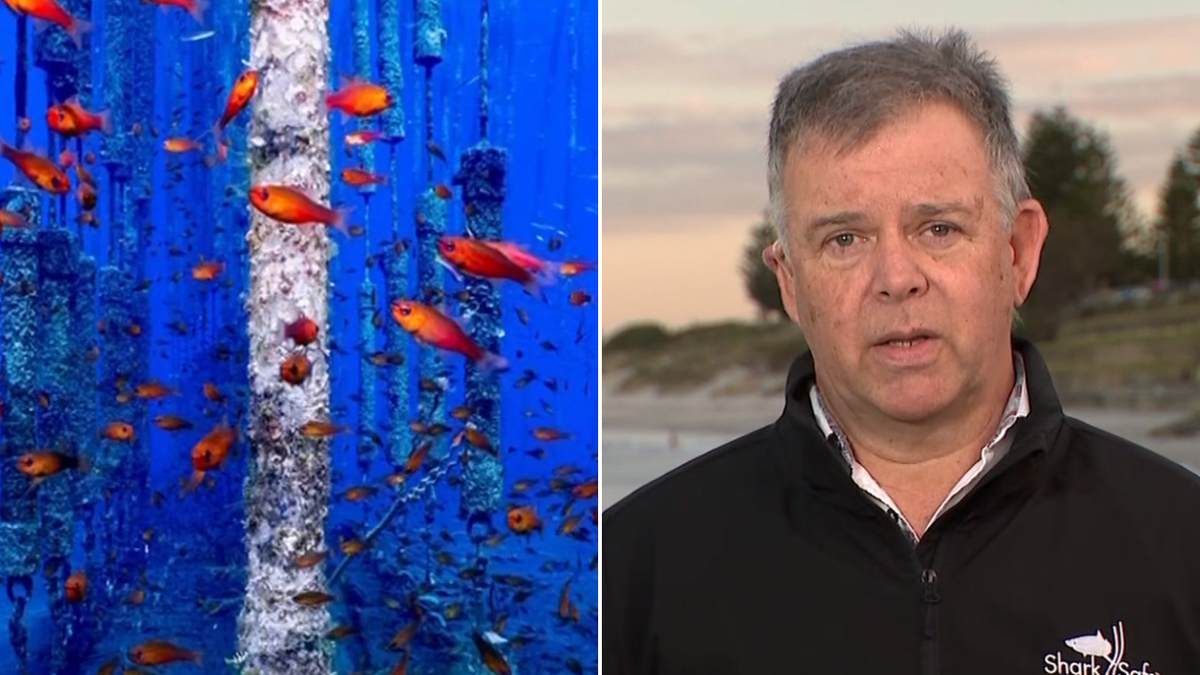 Nowy środek bezpieczeństwa rekinów, który ma przykuwającą uwagę cenę