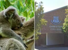 Protestujący ustawili się wzdłuż ulic przed Ormiston College w Redlands w Queensland po propozycjach wycięcia siedlisk koali