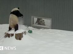 Pandy wielkie bawią się podczas burzy śnieżnej w Waszyngtonie