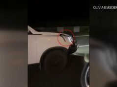 Czarny wąż czerwonobrzuchy łapie stopa z Caboolture do Sunshine Coast