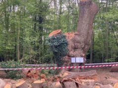 Toby Carvery oburzenie po wycięciu kultowego drzewa | Wielka Brytania | Aktualności