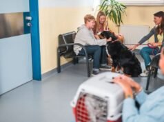 Weterynarz „stara się unikać” leczenia 1 rasy psów, ponieważ są one „agresywne” | Dziwne | Aktualności