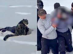 Pantera śnieżna atakuje narciarkę robiącą zdjęcie w chińskim hrabstwie Fuyun