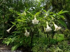 Jak wynika z e-maili, Epstein trzymał tajemniczy ogród pełen toksycznych roślin, które zmieniają ludzi w „zombie”.