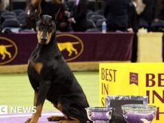 Kto jest bardzo dobrą dziewczyną? Doberman Penny wygrywa Best in Show w Westminster