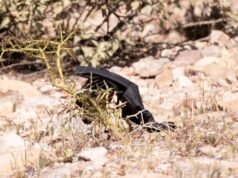 Rękawiczki Nancy Guthrie znalezione w pobliżu domu w Tucson zostały poddane testom DNA