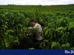 Regiony kawowe dotknięte dodatkowymi dniami ekstremalnych upałów: naukowcy