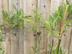 Ostrzeżenie o wartości 100 tys. funtów dla ogrodników w związku z niszczycielskimi roślinami niszczącymi Wielką Brytanię | Wielka Brytania | Aktualności