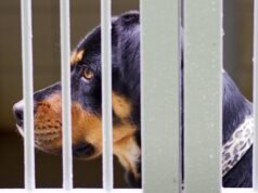 Miłośnicy psów pod wrażeniem krzyżówki rottweilera i owczarka niemieckiego | Dziwne | Aktualności