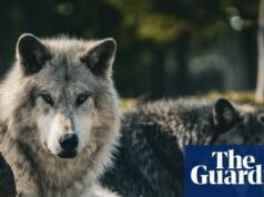 Szary wilk pojawia się w hrabstwie Los Angeles po raz pierwszy od ponad 100 lat | Los Angeles