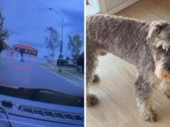 Ukochany sznaucer znika w koszmarze z psem po tym, jak rzekomo zabrał go mężczyzna na hulajnodze elektrycznej