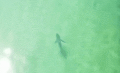 Obawy wzbudziły ciemne rekiny znalezione w siatce na plaży Manly