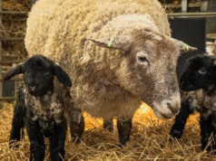 Najbardziej samotna owca w Wielkiej Brytanii, Fiona, zostaje mamą bliźniaczych jagniąt