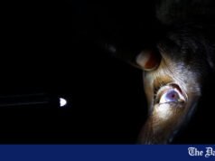 94 miliony wymagają operacji zaćmy, ale brakuje dostępu: WHO