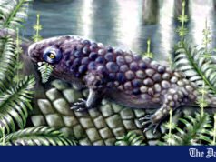 Kanadyjska skamielina odkrywa jedno z pierwszych zwierząt roślinożernych