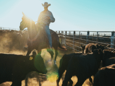 Cichy powód, dla którego Amerykanie mogą przez lata mierzyć się z wysokimi cenami wołowiny