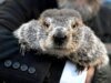 Punxsutawney Phil prognozuje pogodę na Dzień Świstaka w Pensylwanii
