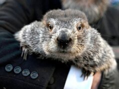 Punxsutawney Phil prognozuje pogodę na Dzień Świstaka w Pensylwanii
