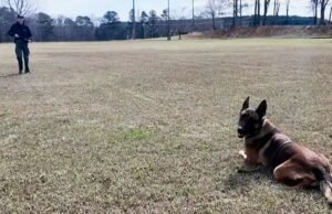 K9 potrącony przez samochód nadal pomaga złapać podejrzanego o napad na bank w Gruzji