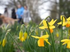 Koniec zimy z prognozowaną temperaturą do 16°C w ten weekend | Wiadomości z Wielkiej Brytanii