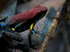 Nauka stojąca za trucizną żaby, która rzekomo zabiła Aleksieja Nawalnego | Wiadomości ze świata