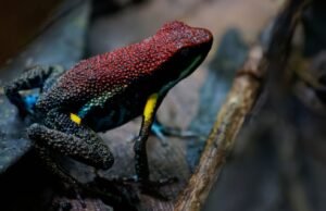 Nauka stojąca za trucizną żaby, która rzekomo zabiła Aleksieja Nawalnego | Wiadomości ze świata