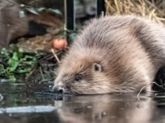 Bobry wypuszczono w dwóch miejscach w Somerset, aby pomóc w „przywróceniu przyrody” | Wiadomości z Wielkiej Brytanii